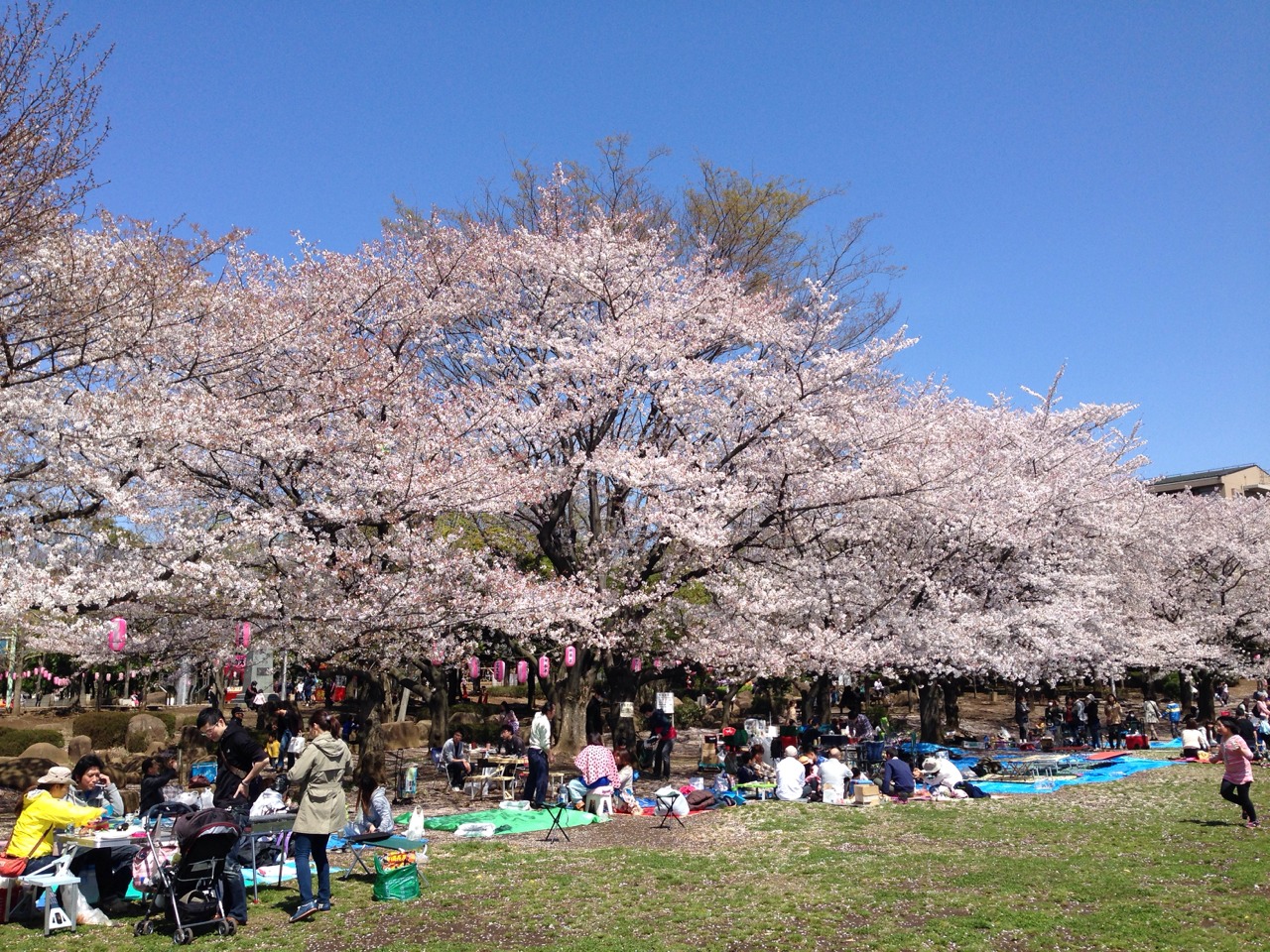 桜が満開