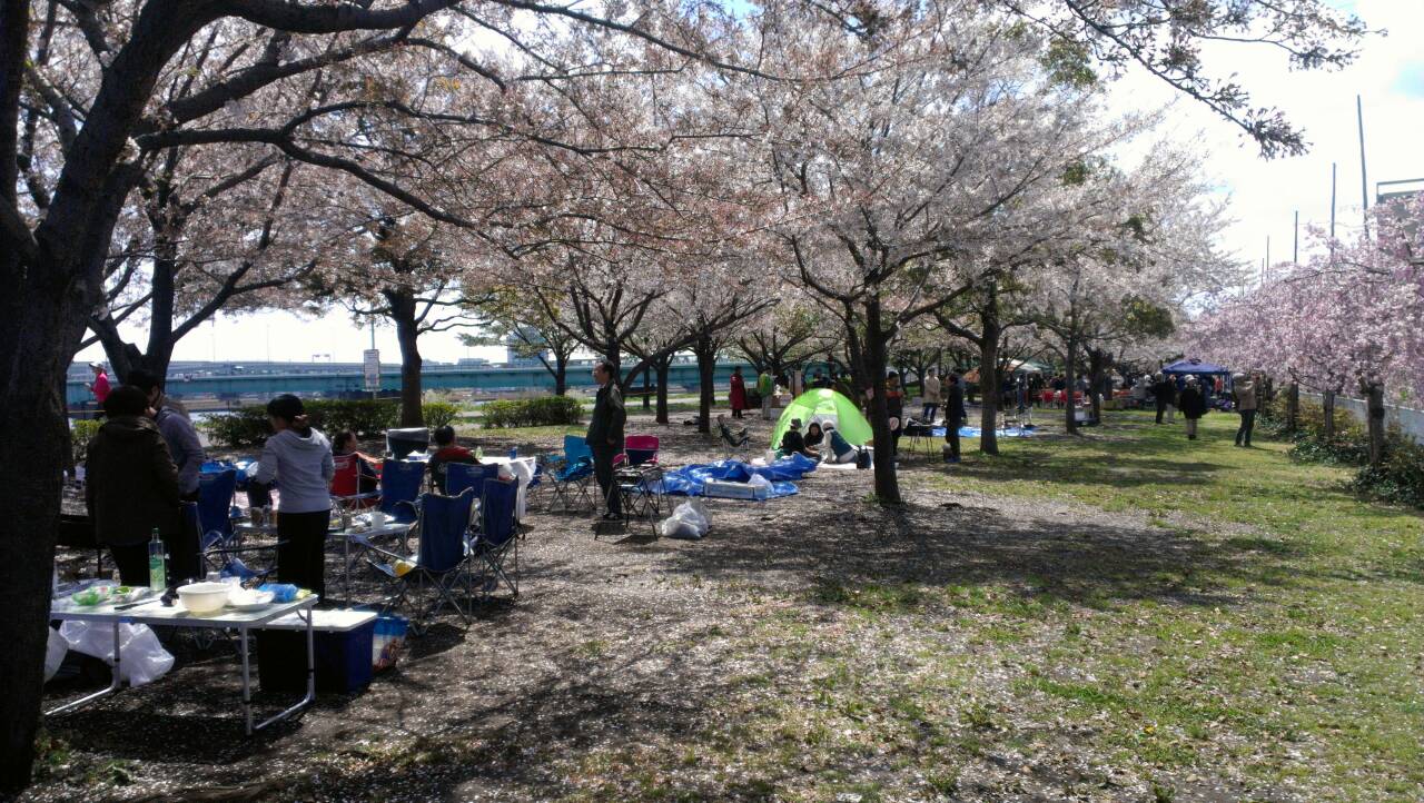 バーベキュー場の桜