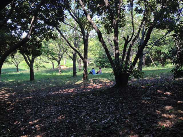 みなとが丘公園樹木