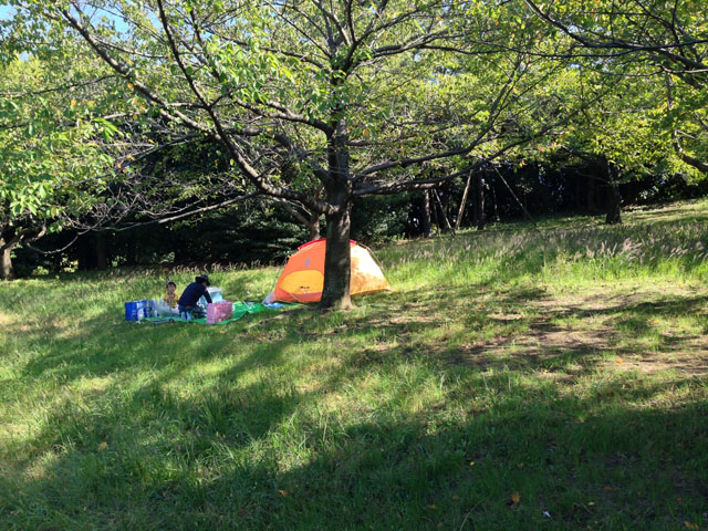 みなとが丘公園原っぱ